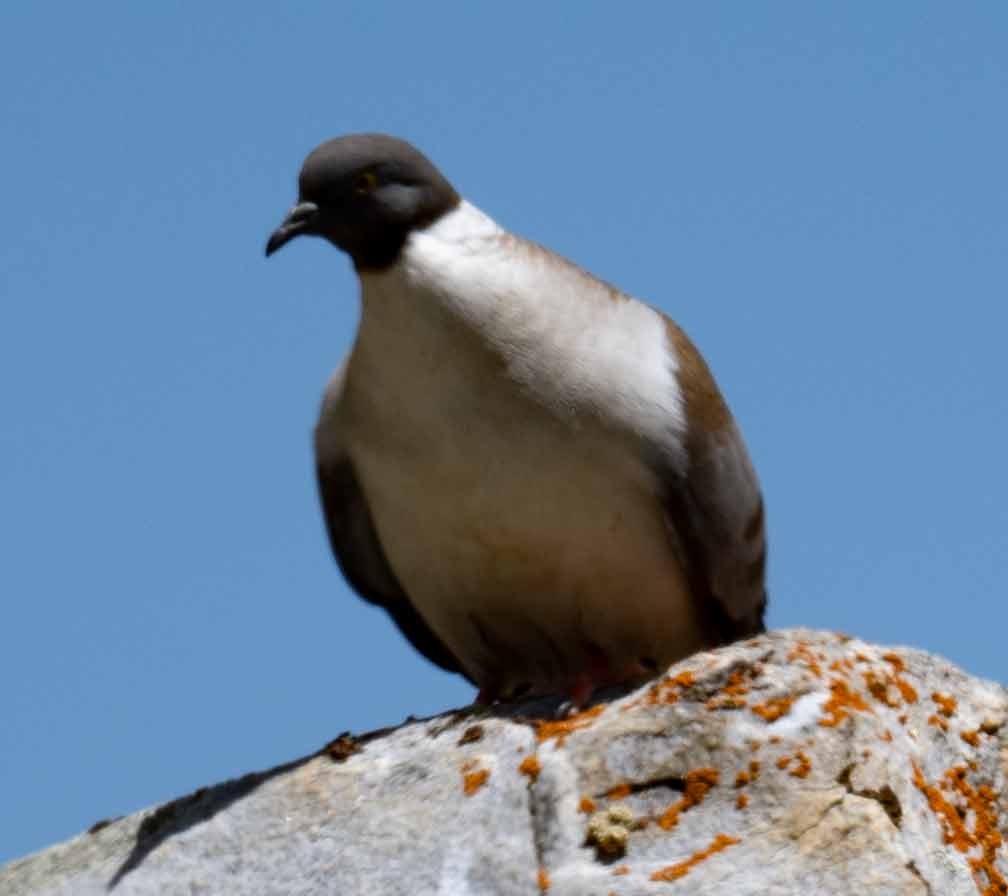 Snow Pigeon - ML637909973