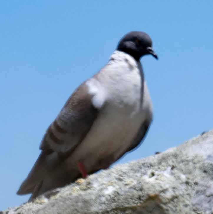 Snow Pigeon - ML637909984
