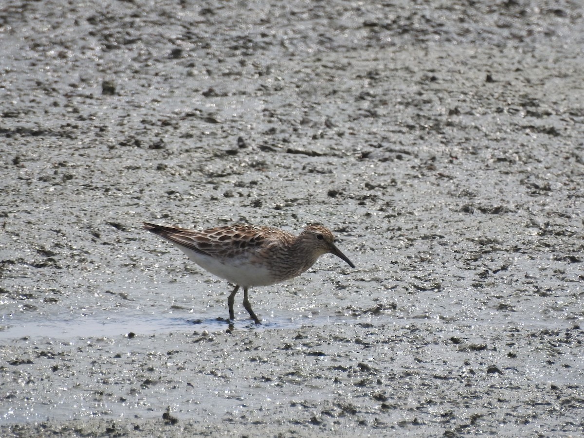 Pectoral Sandpiper - Rick Luehrs