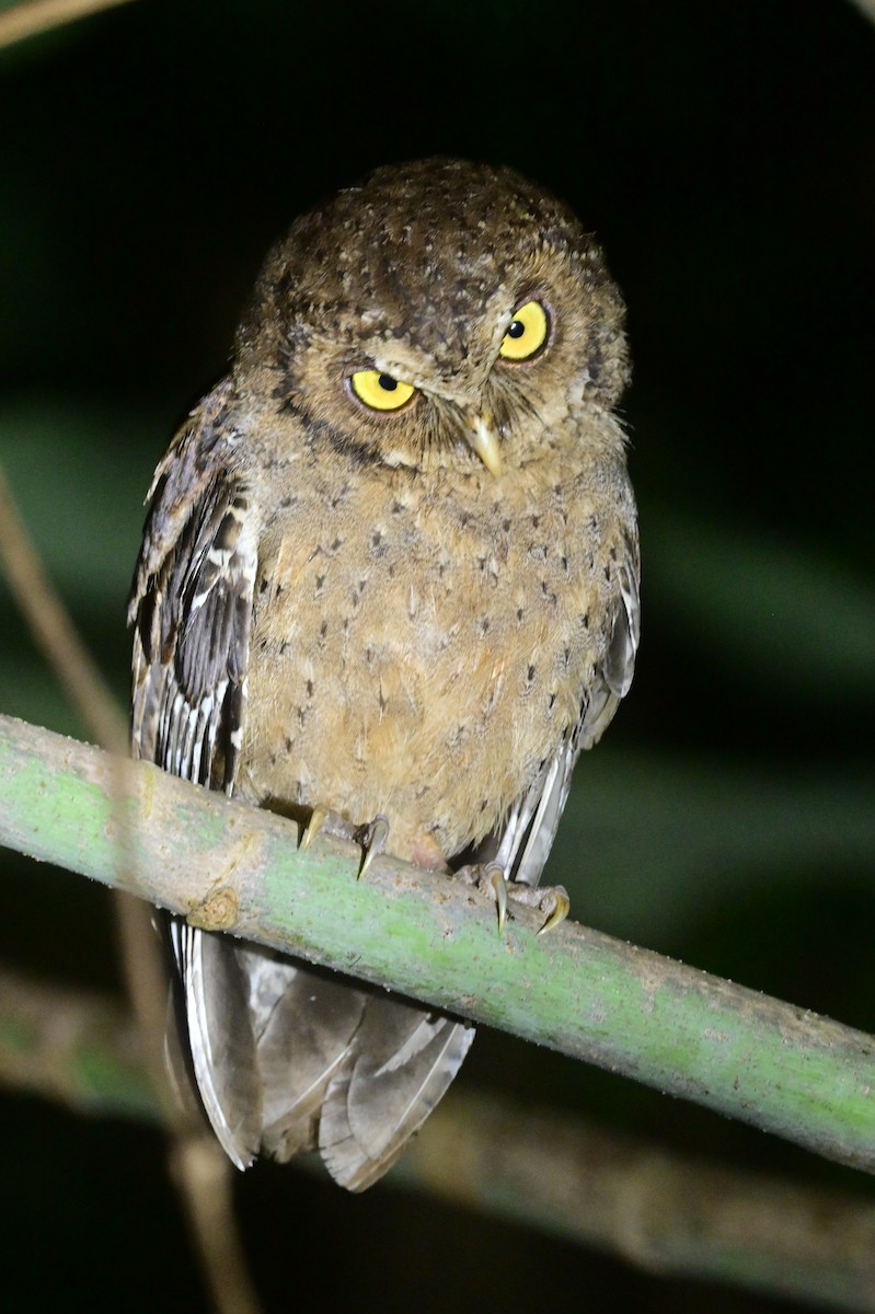 Andaman Scops-Owl - ML637910020