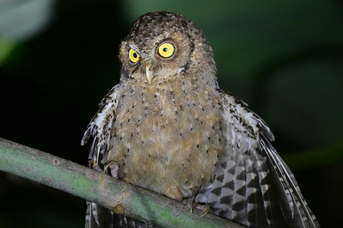 Andaman Scops-Owl - ML637910021