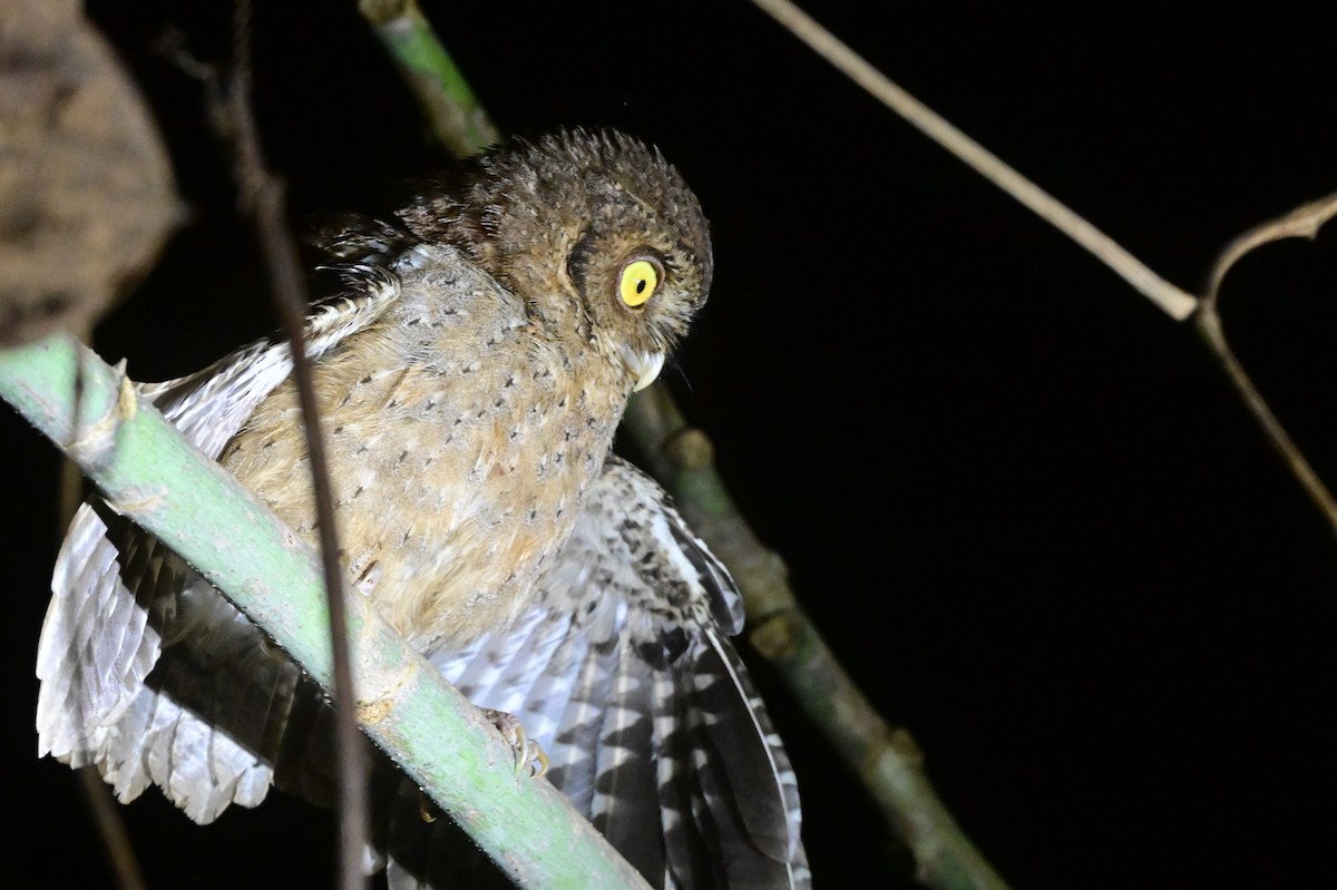 Andaman Scops-Owl - ML637910022