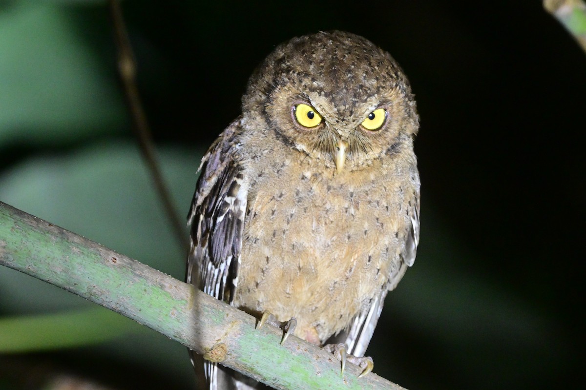 Andaman Scops-Owl - ML637910023