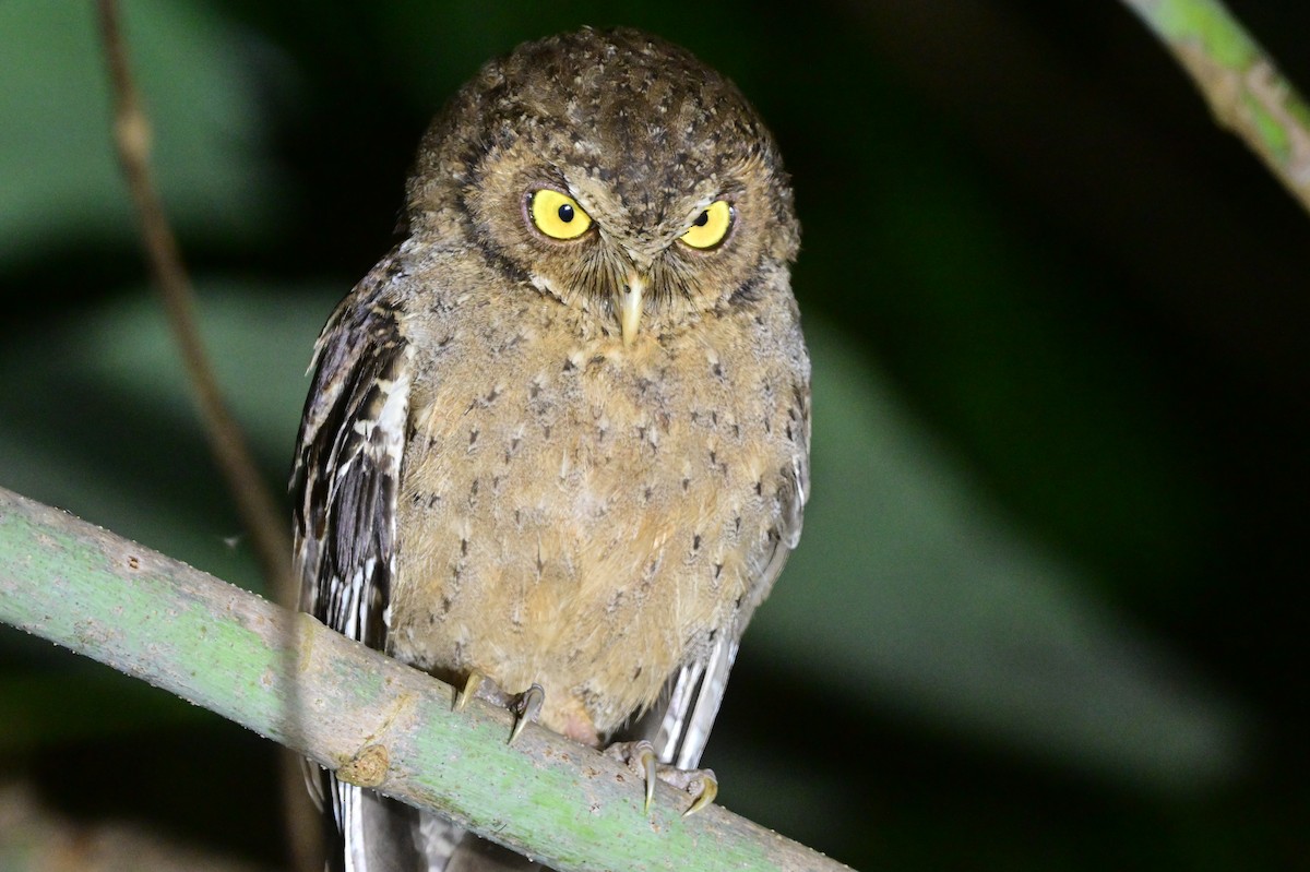 Andaman Scops-Owl - ML637910024