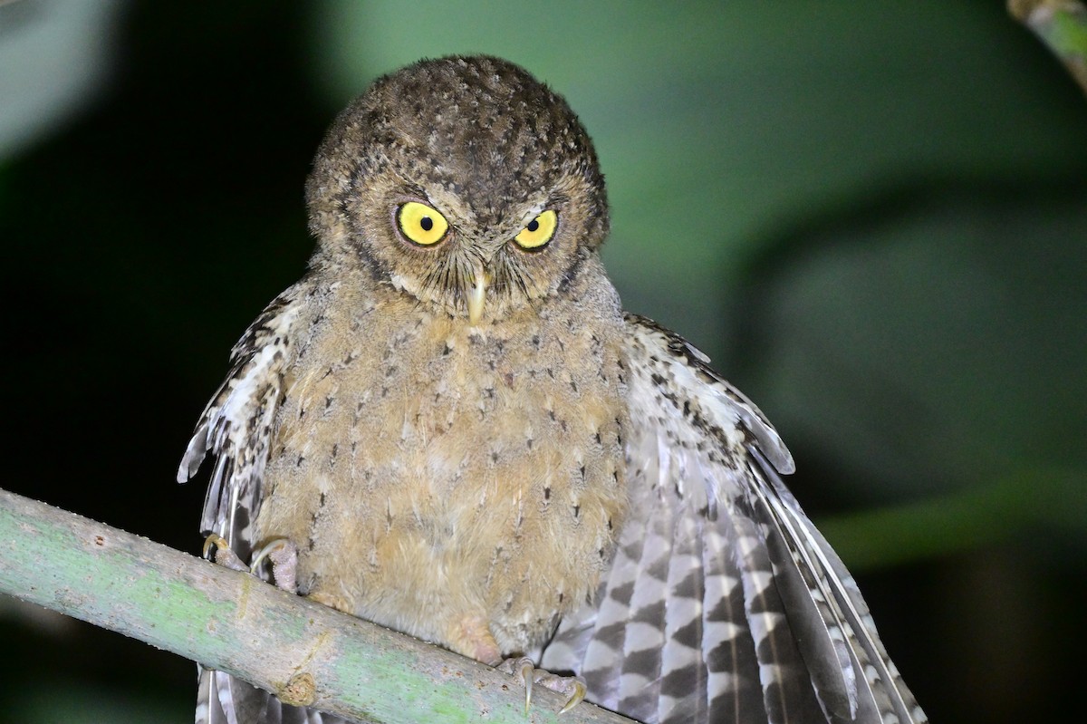 Andaman Scops-Owl - ML637910026
