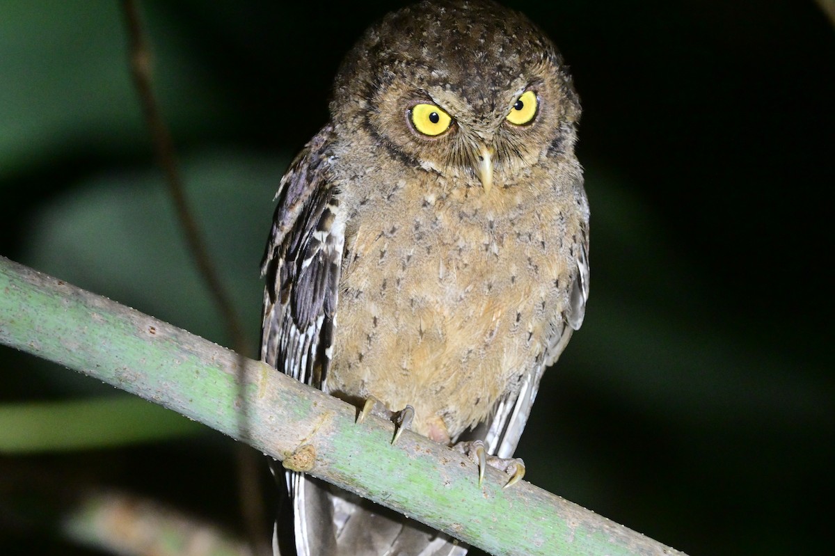 Andaman Scops-Owl - ML637910027