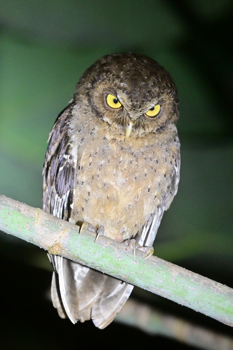 Andaman Scops-Owl - ML637910028