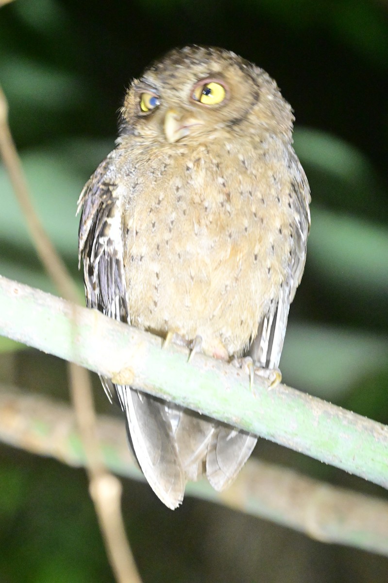 Andaman Scops-Owl - ML637910029