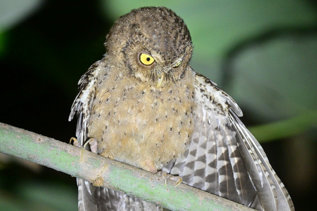 Andaman Scops-Owl - ML637910031