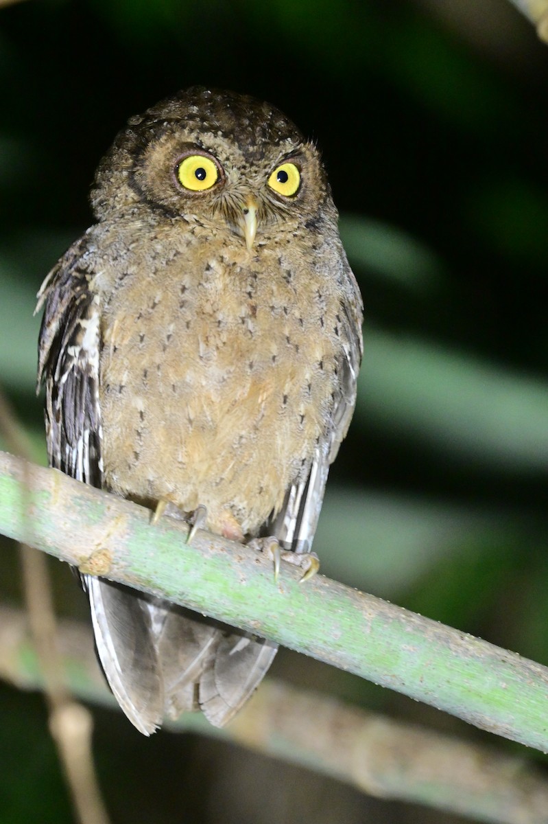 Andaman Scops-Owl - ML637910032