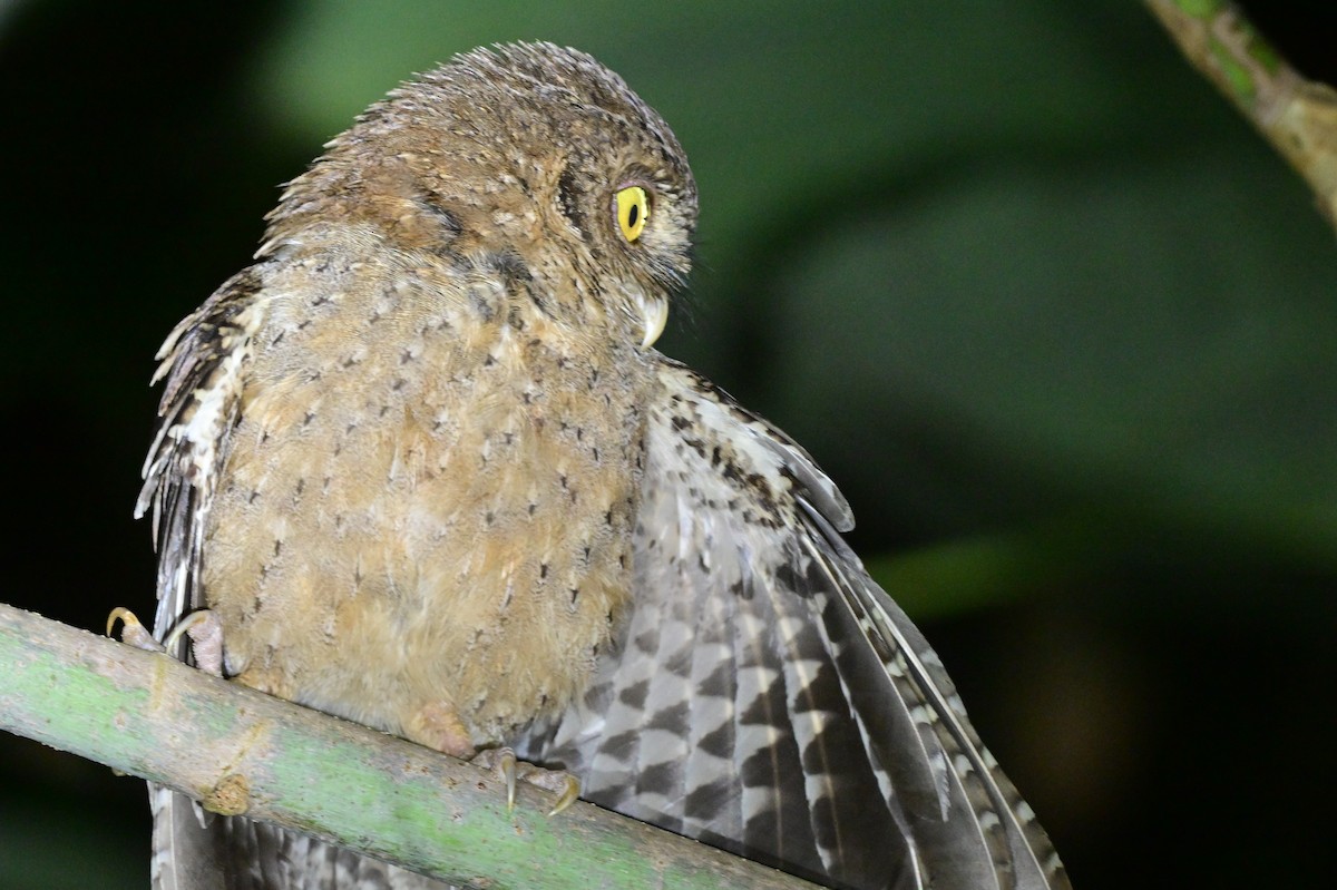 Andaman Scops-Owl - ML637910033