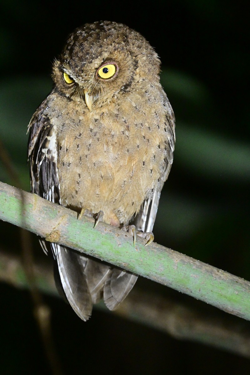 Andaman Scops-Owl - ML637910034
