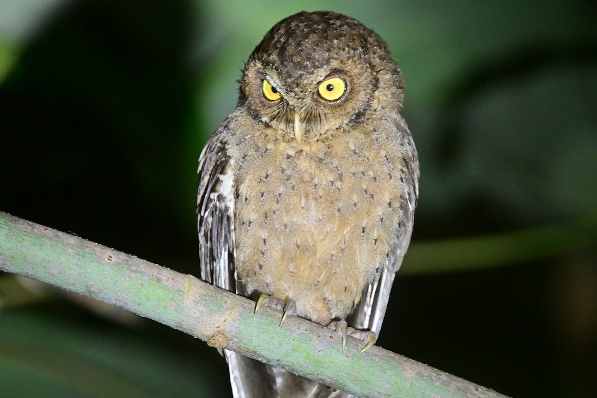 Andaman Scops-Owl - ML637910035