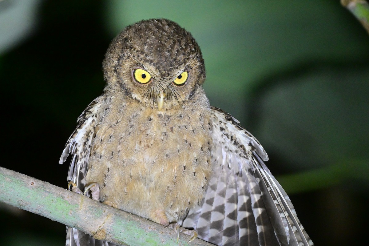 Andaman Scops-Owl - ML637910036