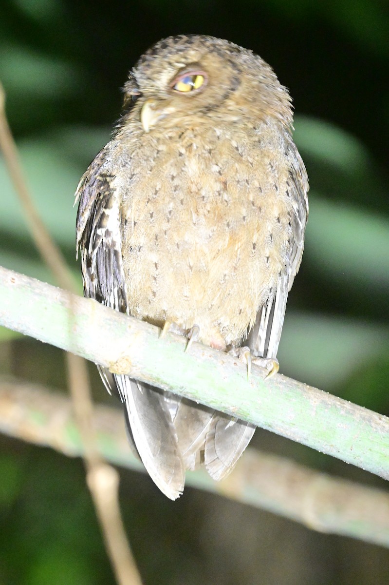 Andaman Scops-Owl - ML637910037