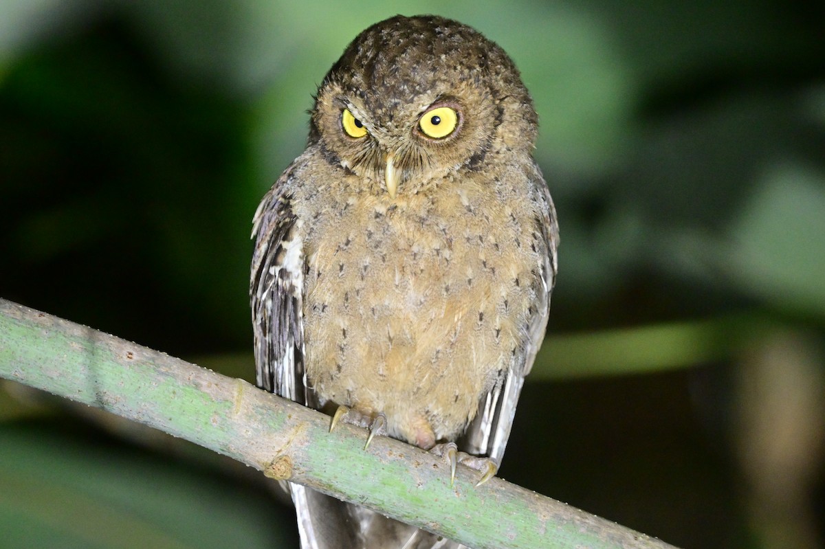 Andaman Scops-Owl - ML637910039