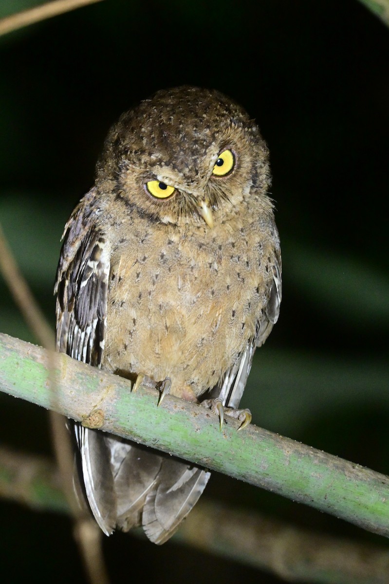 Andaman Scops-Owl - ML637910076