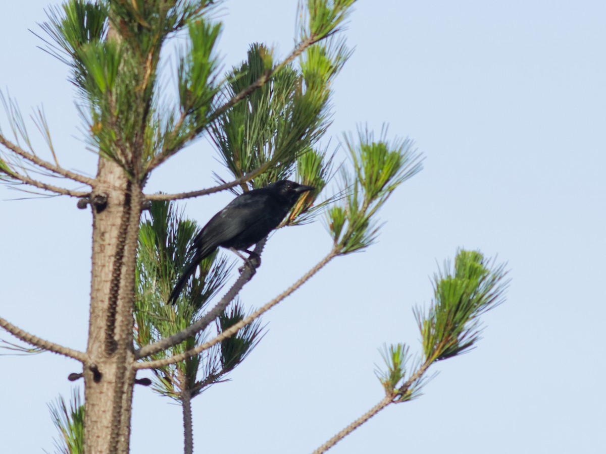 Scrub Blackbird - ML637910085