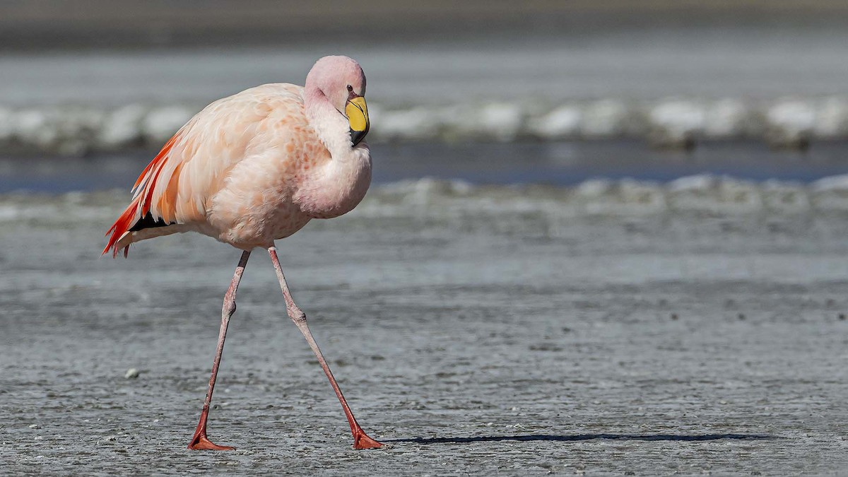 James's Flamingo - ML637910174