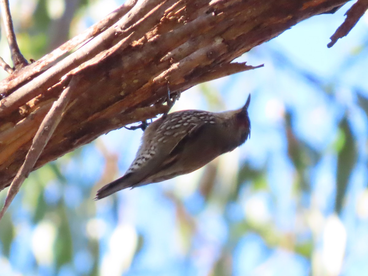 Red-browed Treecreeper - ML637910207