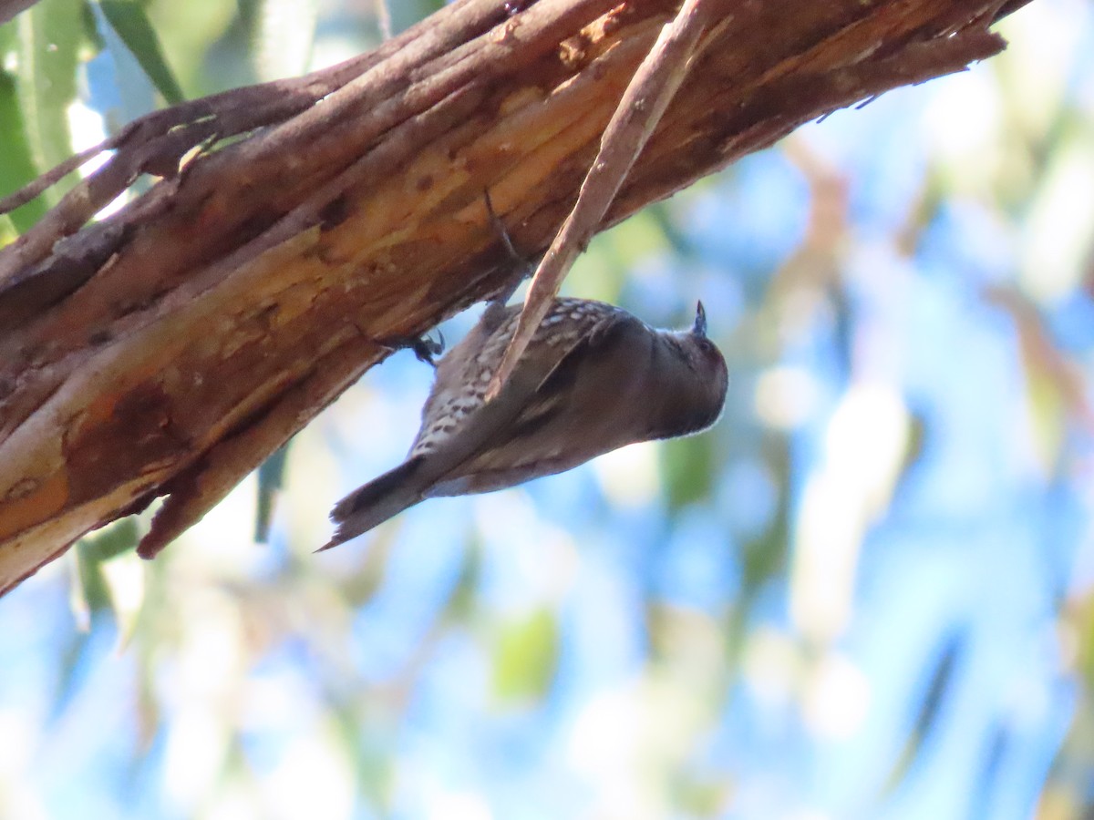 Red-browed Treecreeper - ML637910210