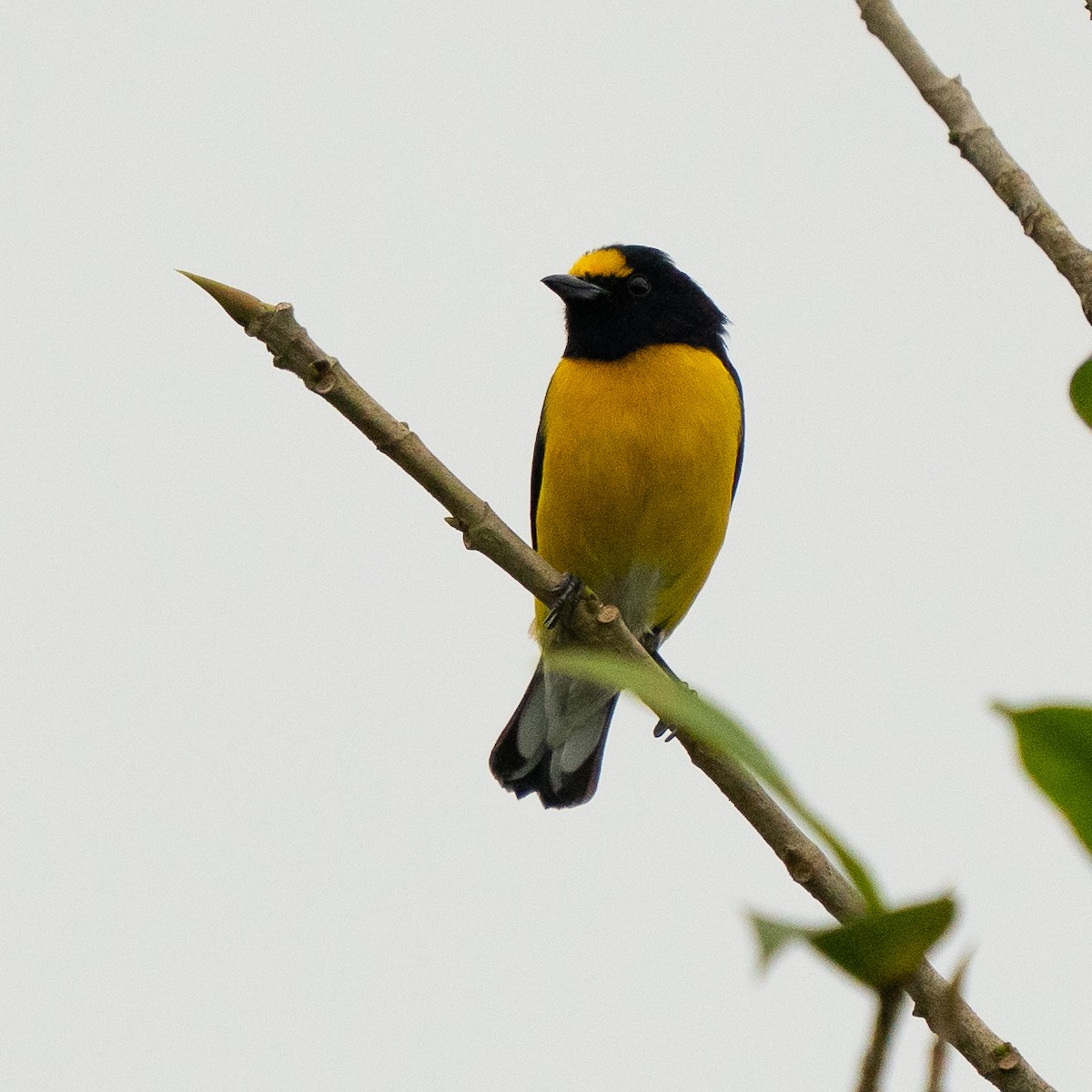 White-vented Euphonia - ML637910220