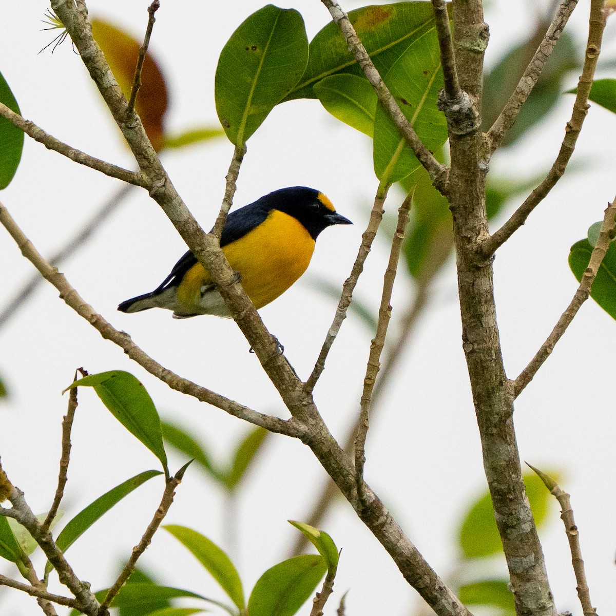 White-vented Euphonia - ML637910222