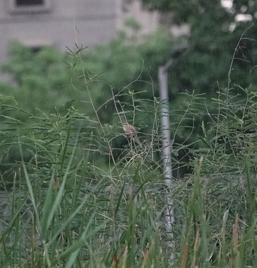Striated Grassbird - ML637910251
