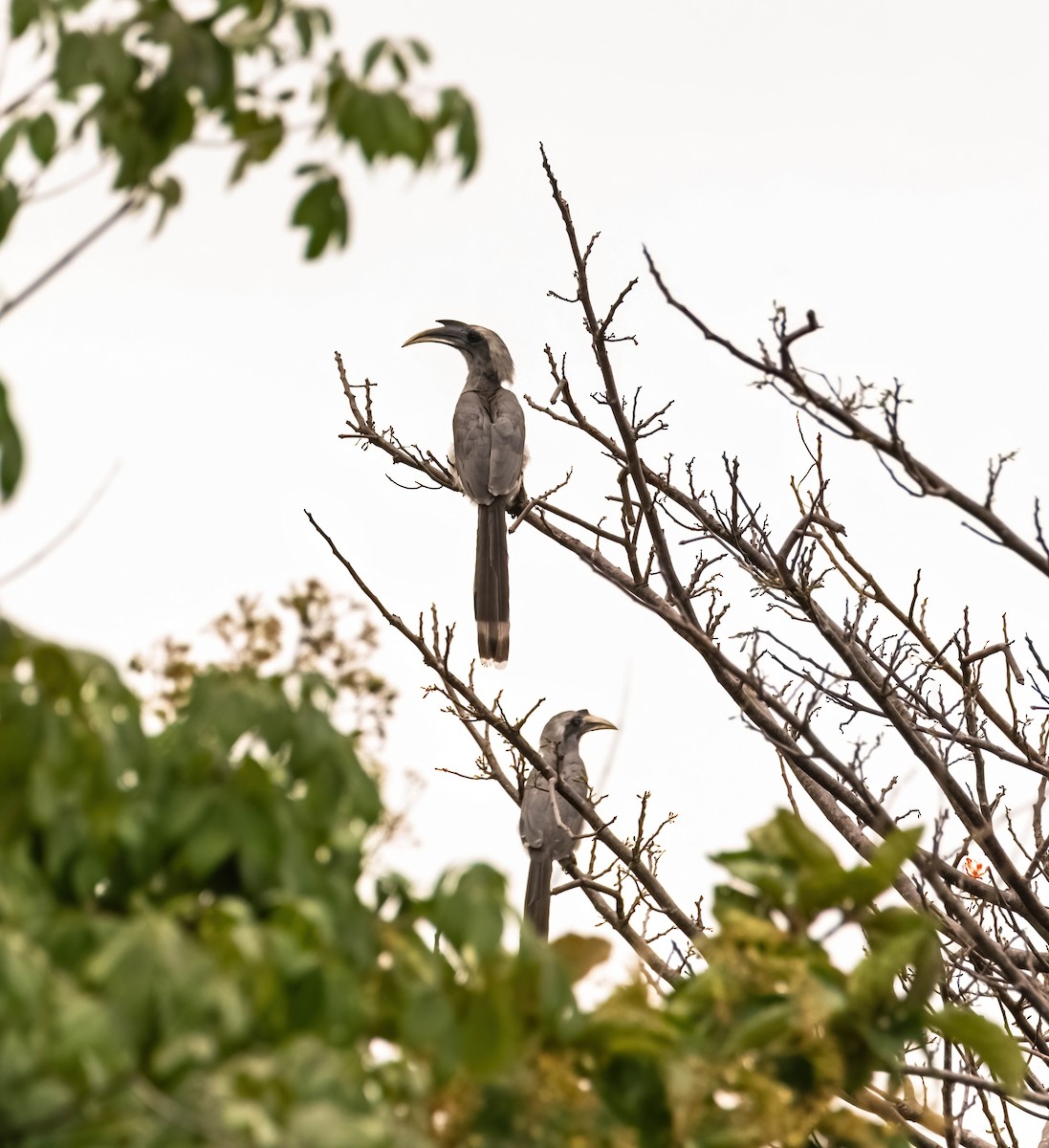 Indian Gray Hornbill - ML637910262