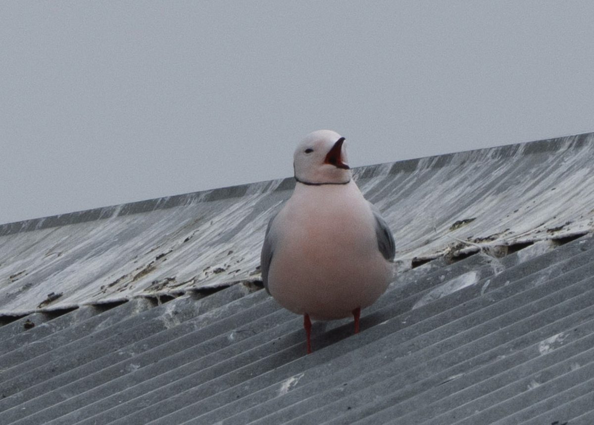 Ross's Gull - ML637910316