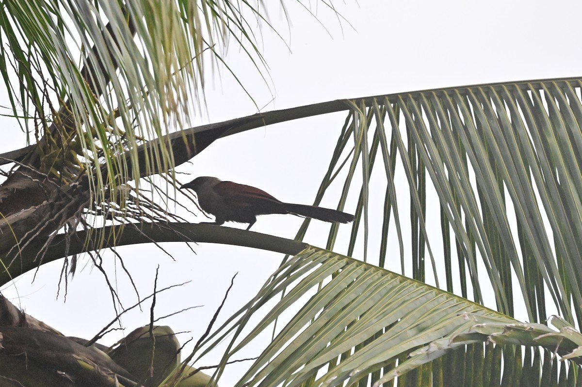 Andaman Coucal - ML637910338