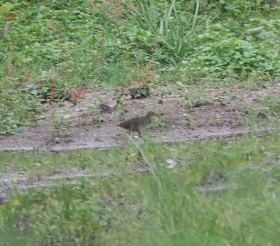 Slaty-breasted Rail - ML637910367