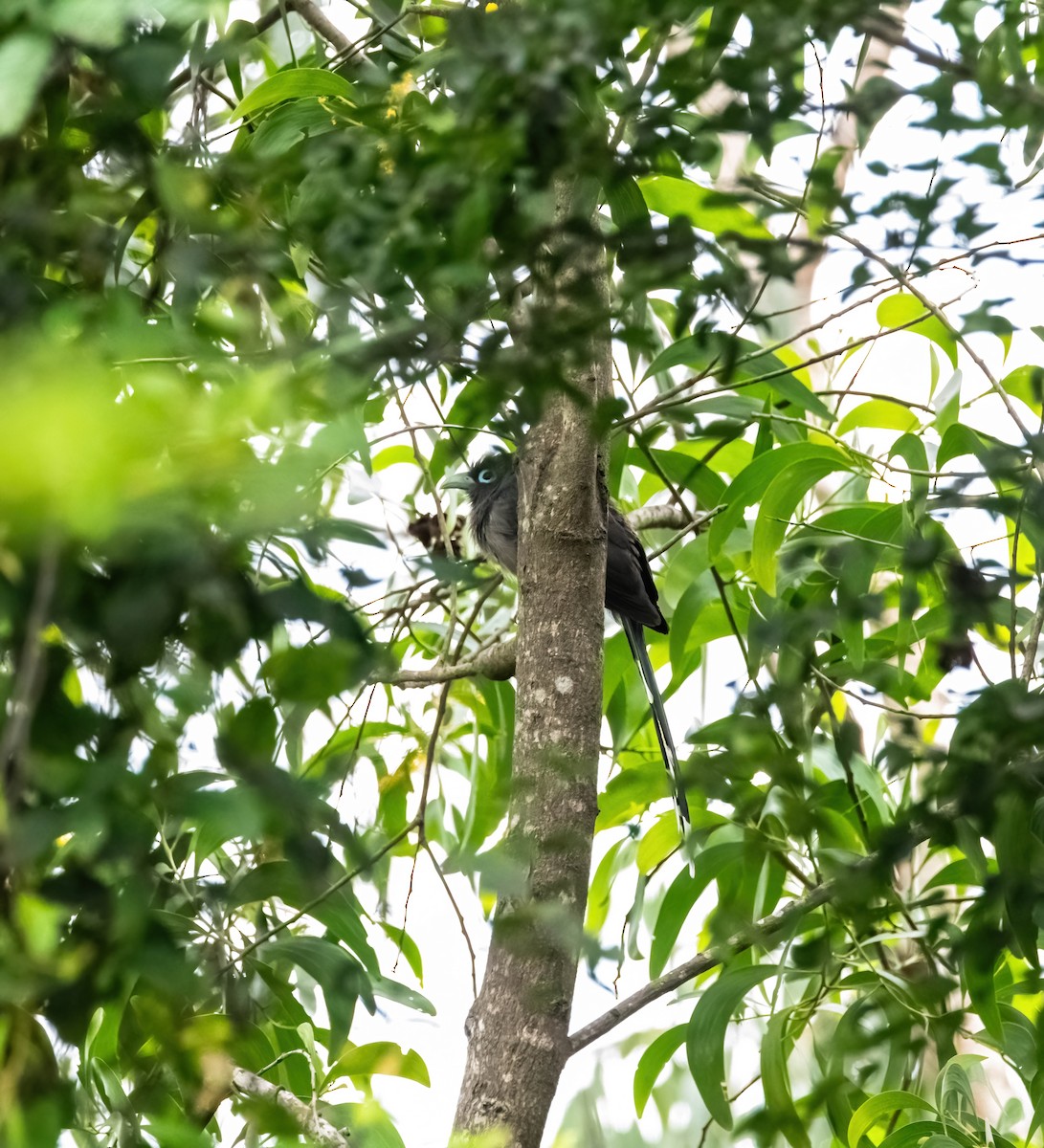 Blue-faced Malkoha - ML637910388