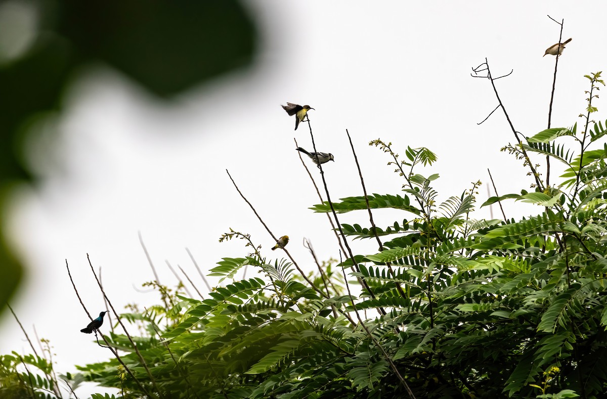 Loten's Sunbird - ML637910401