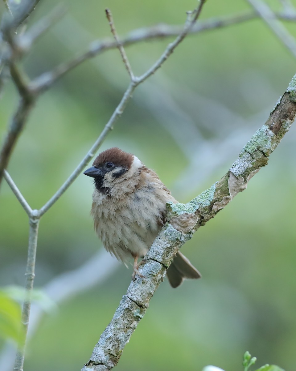 Eurasian Tree Sparrow - ML637910403