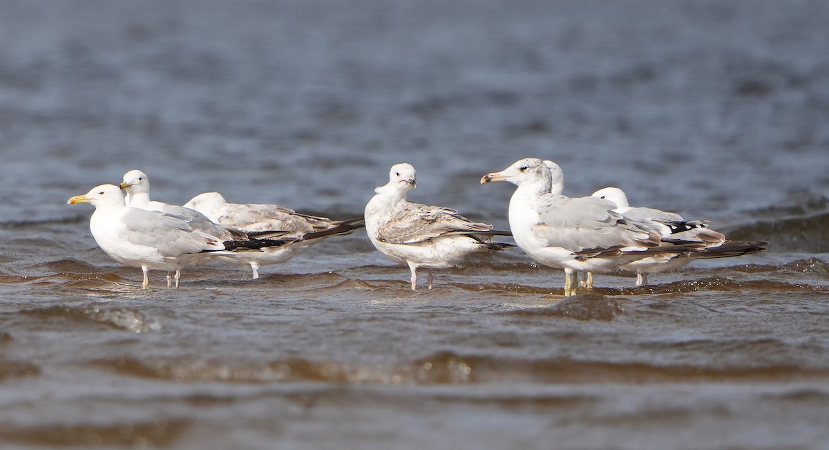 Pallas's Gull - ML637910405