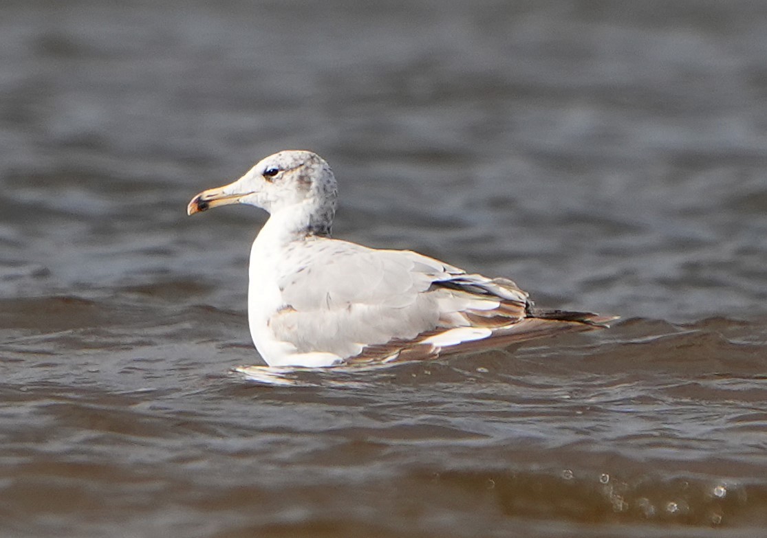 Pallas's Gull - ML637910411