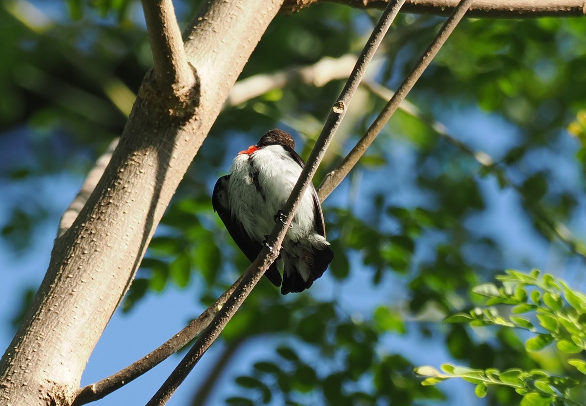 Red-chested Flowerpecker - ML637910501