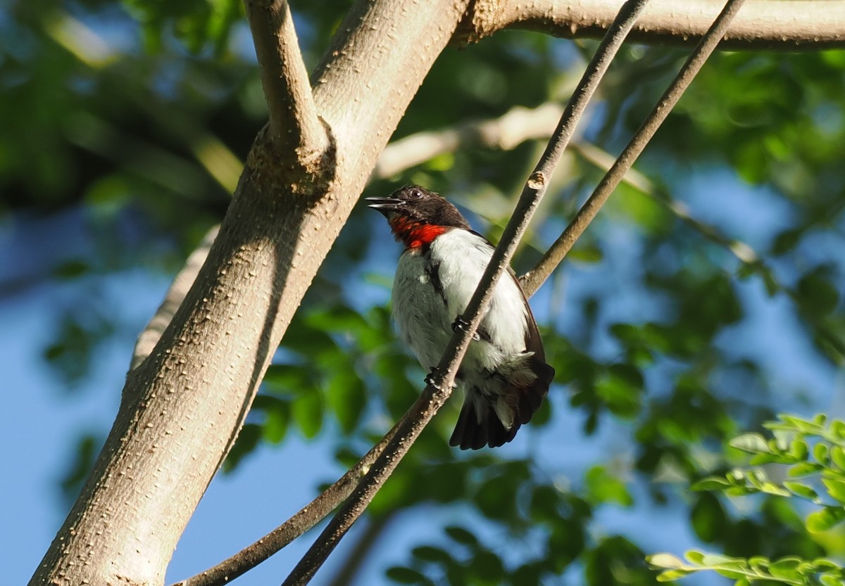 Red-chested Flowerpecker - ML637910502