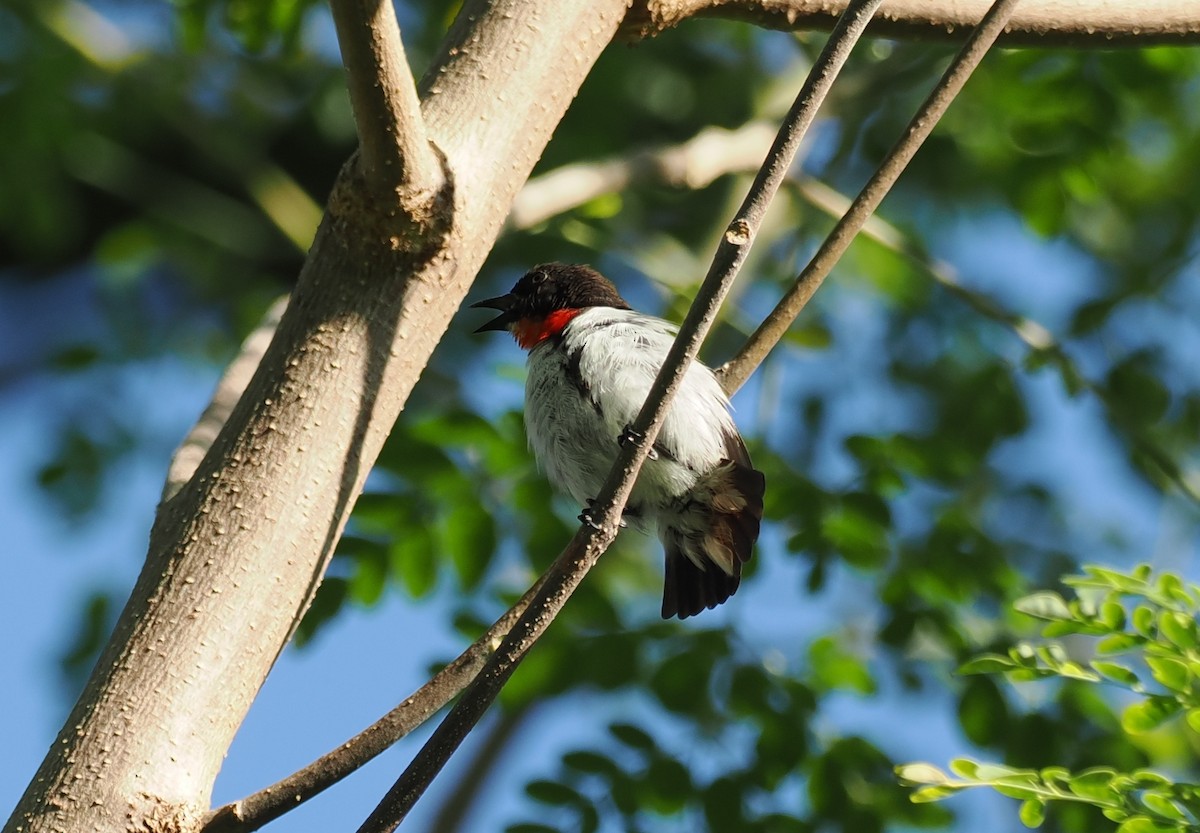 Red-chested Flowerpecker - ML637910503
