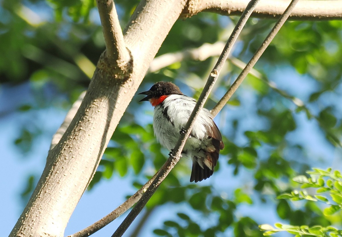 Red-chested Flowerpecker - ML637910504