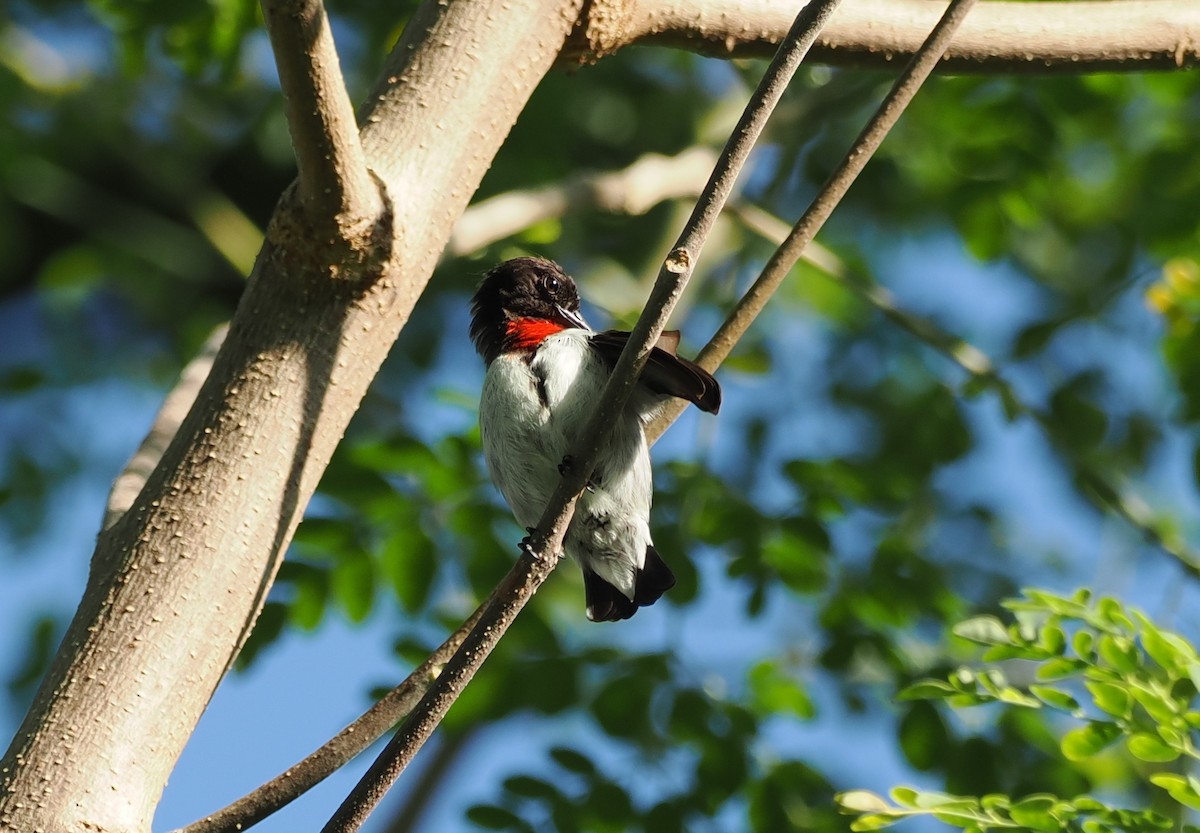 Red-chested Flowerpecker - ML637910505