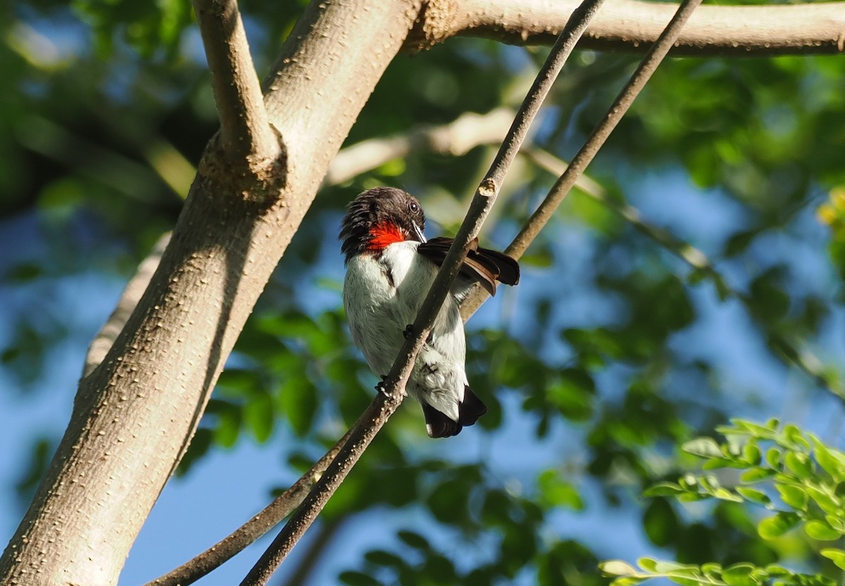 Red-chested Flowerpecker - ML637910506