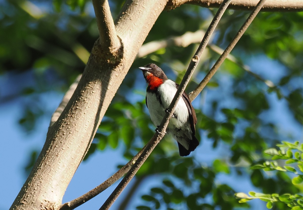 Red-chested Flowerpecker - ML637910507