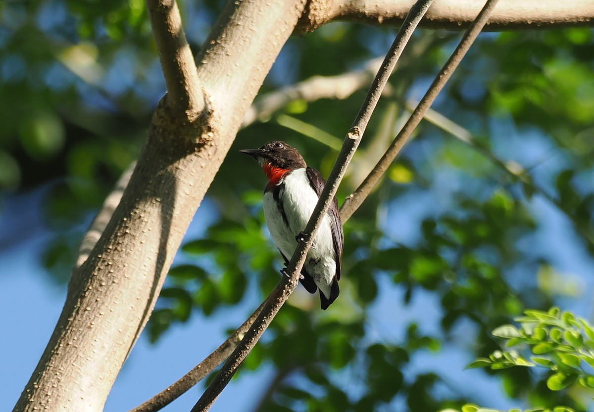 Red-chested Flowerpecker - ML637910508