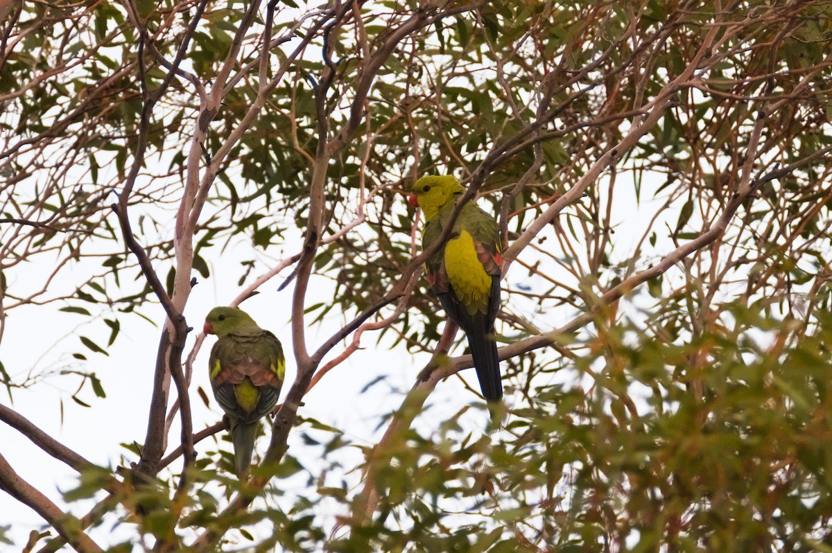 Regent Parrot - ML637910516