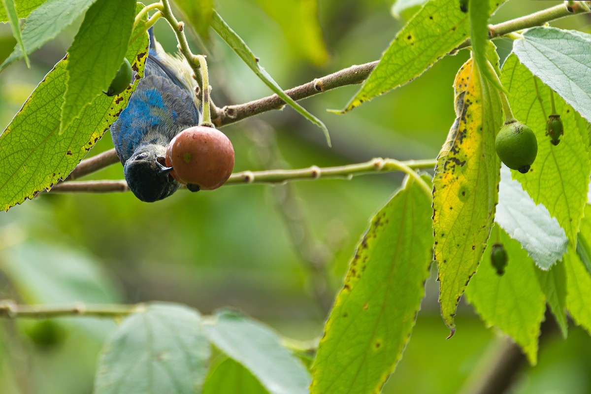 Cambodian Flowerpecker - ML637910524