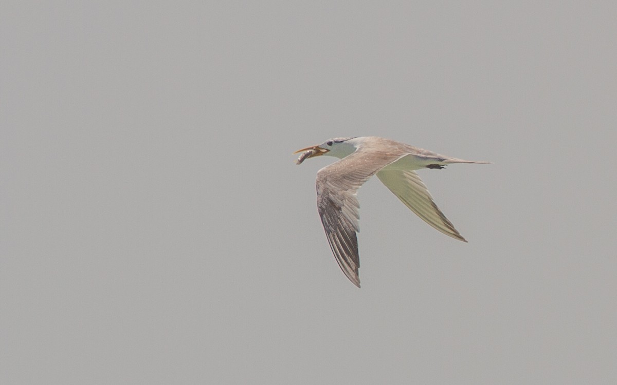 Lesser Crested Tern - ML637910542