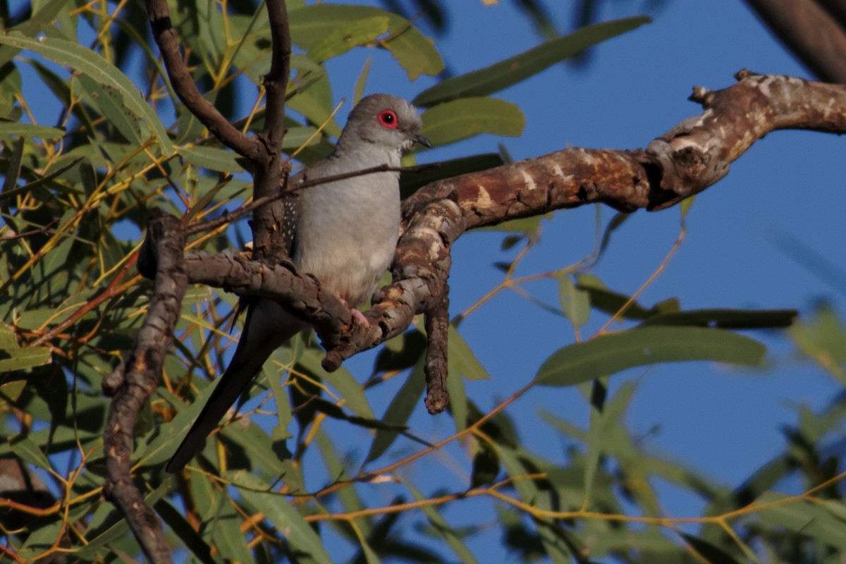 Diamond Dove - ML637910546