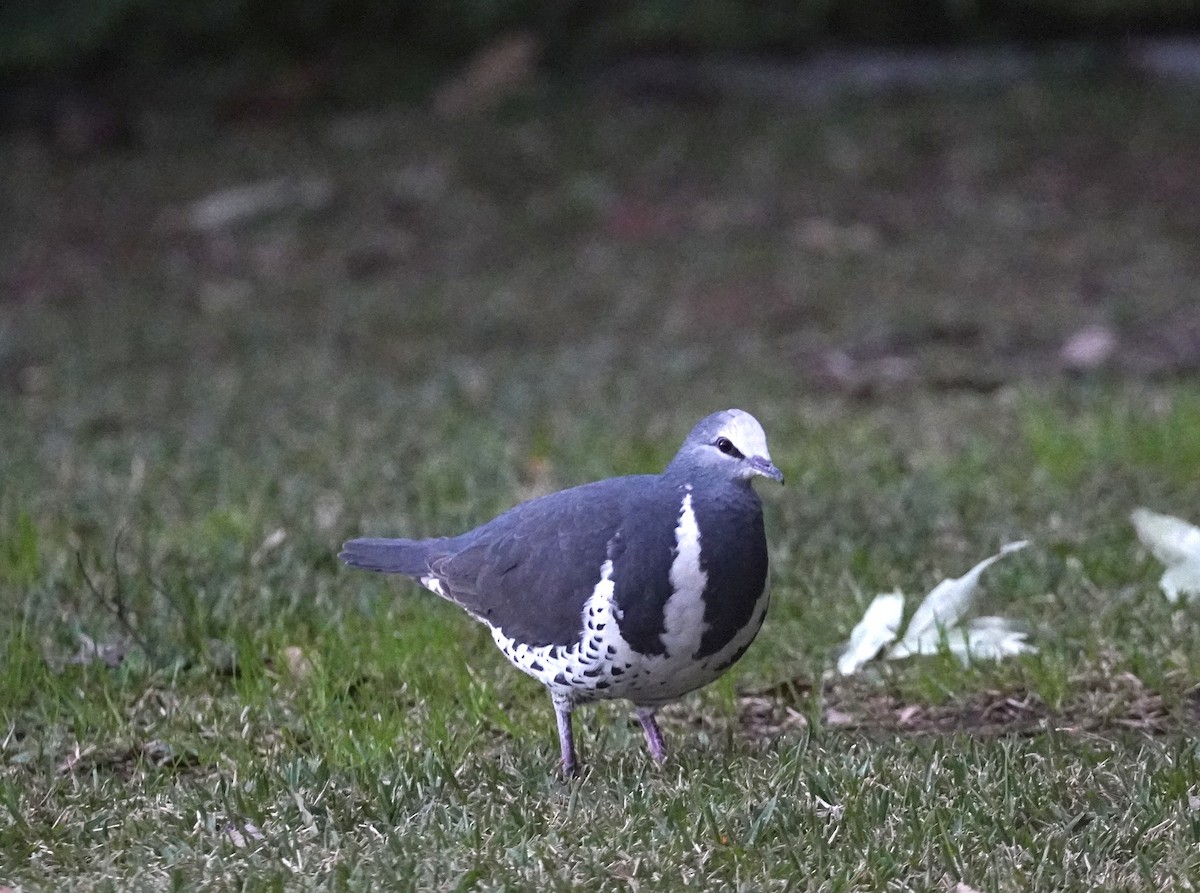 Wonga Pigeon - ML637910582